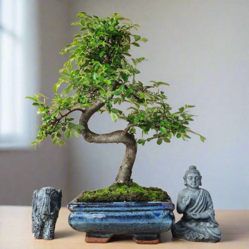 Beautifully Shaped Chinese Elm Bonsai Tree (15cm Pot)