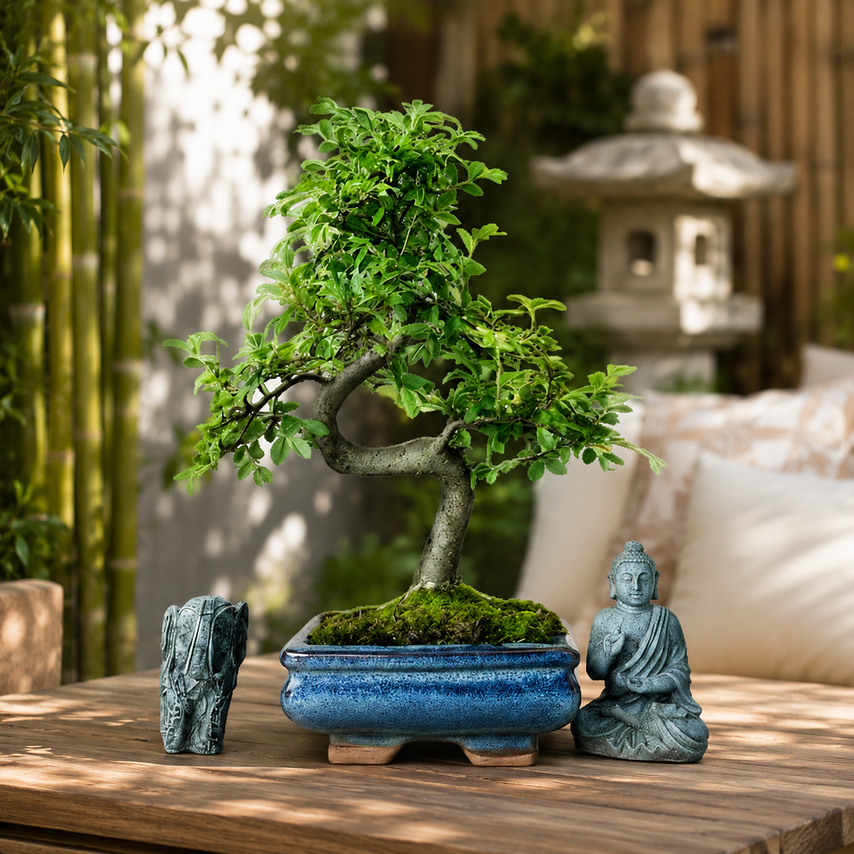 Chinese Elm (Ulmus Parvifolia) Bonsai Tree | Shaped | In 15cm Pot *SHIP FROM UK*
